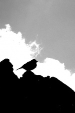 060609 sparrow-copy