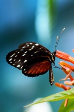 Natural coloring